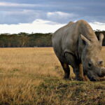 Young rhino