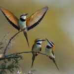 Mating Display of White-throated Bee-eaters, Kenya, East Africa